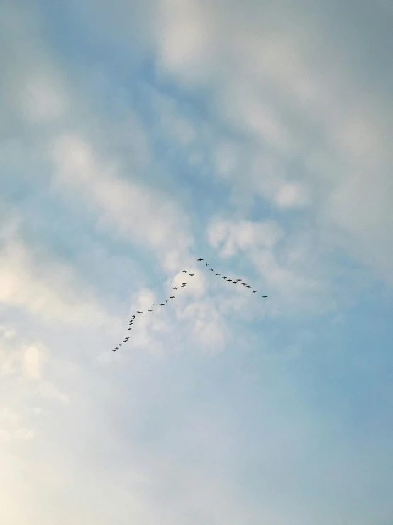 many birds are flying in the sky together