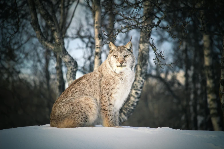 a bob in the snow near trees in a wooded area