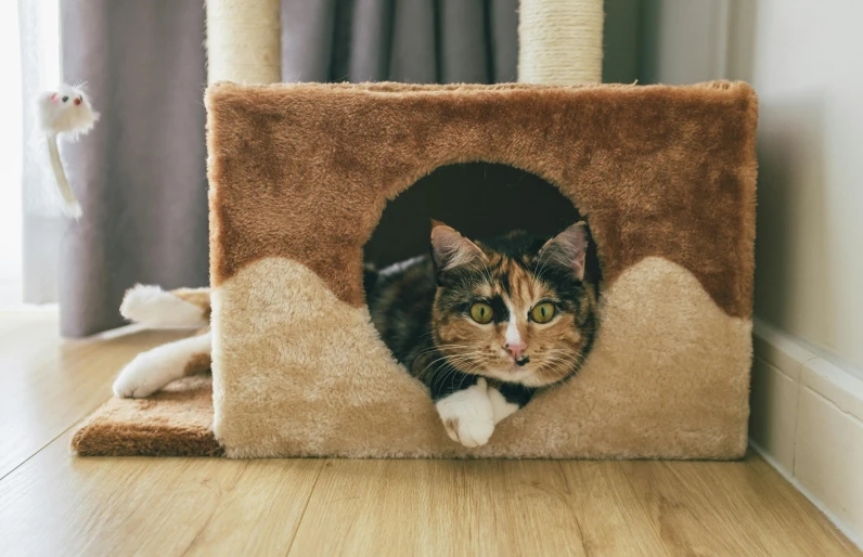 a brown cat sits inside a pet house