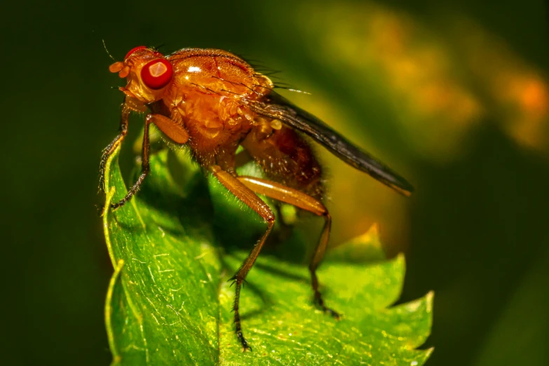 a flies with red eyes sitting on a green leaf