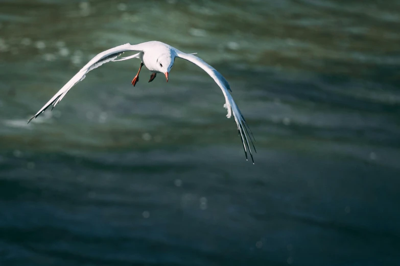 a bird flying over water with it's wings out