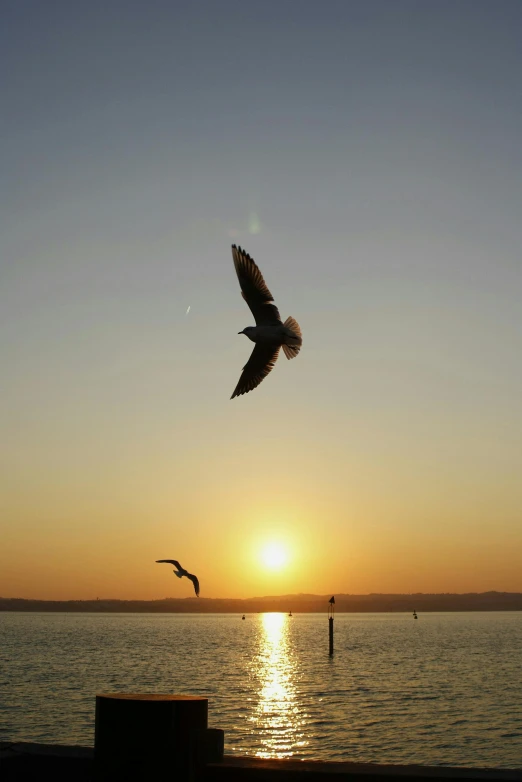 the sun rising behind the sea gulls in flight