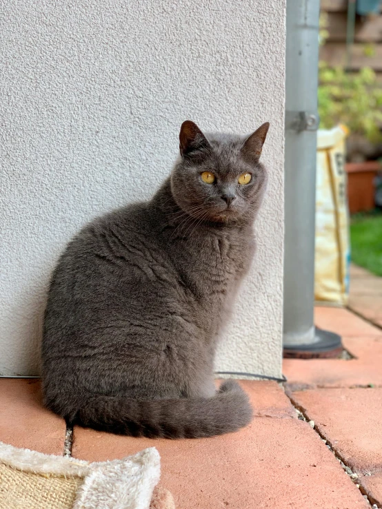 a gray cat sitting on a brick floor outside