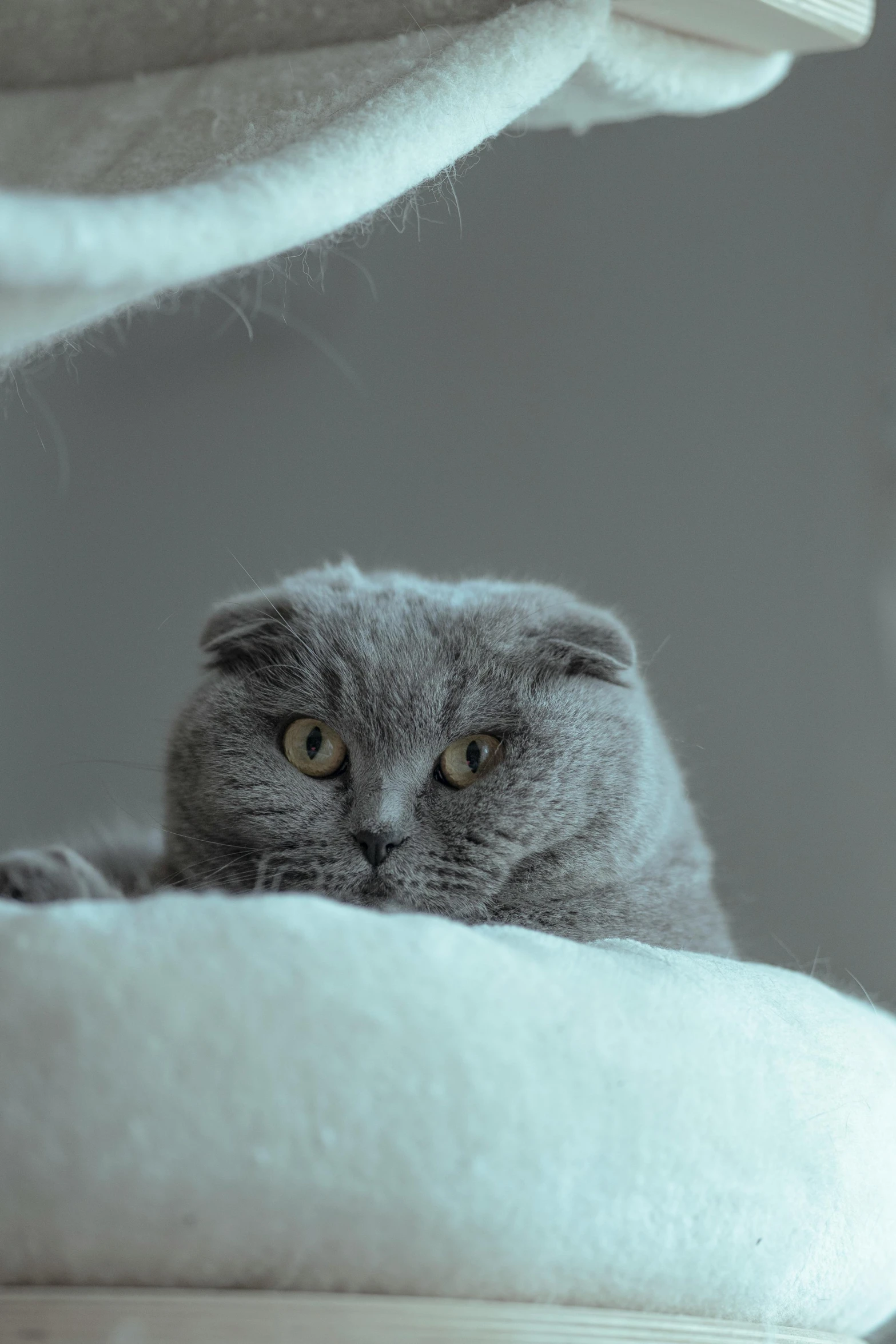 a cat laying on the back of a white cat bed