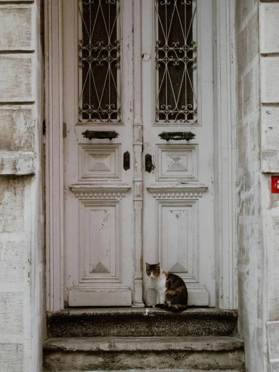 two cats sit outside on steps outside a door