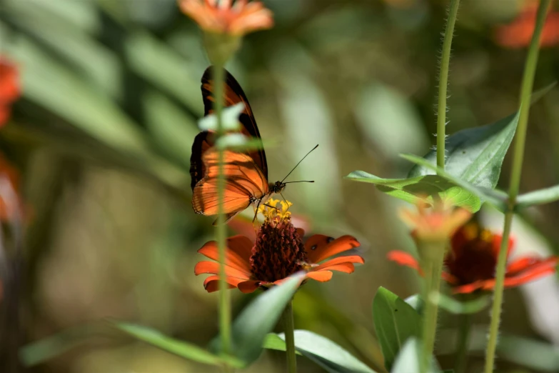 an orange erfly in flight over several flowers