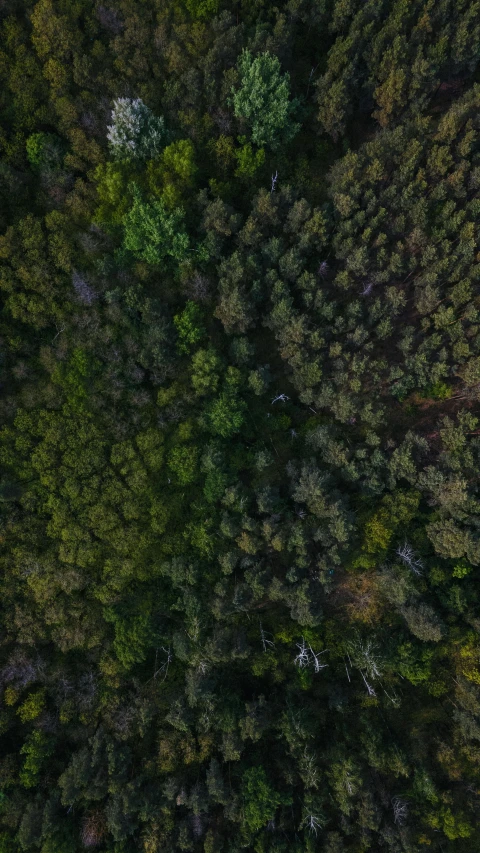 an aerial view of a forest with lots of trees