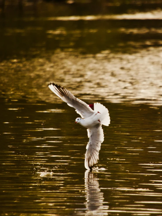 a bird is flying over a body of water