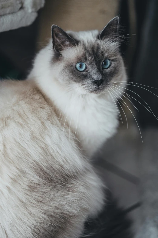 a close up s of a fluffy cat