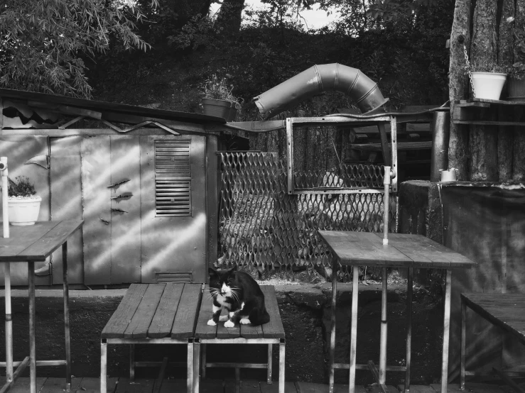 the cat is sitting on a wooden table