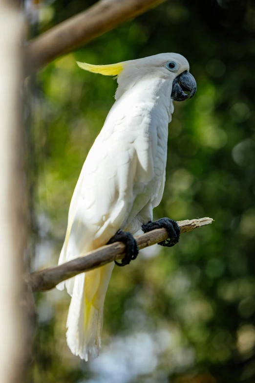 white bird perched on tree nch with blurred background