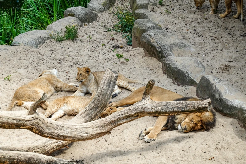 several large animals are sleeping in the sand together