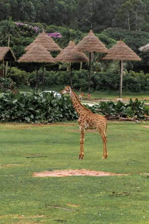 giraffe looking over small mound in grassy area