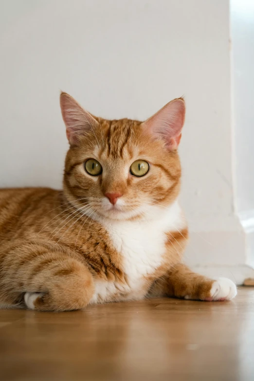 a close up of a cat laying on a wood floor