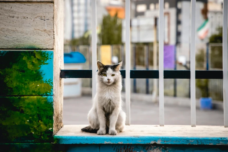 a cat sits behind bars looking through a window