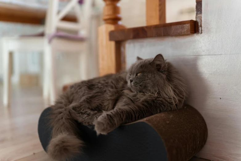 a gray fluffy cat sitting on a toy car