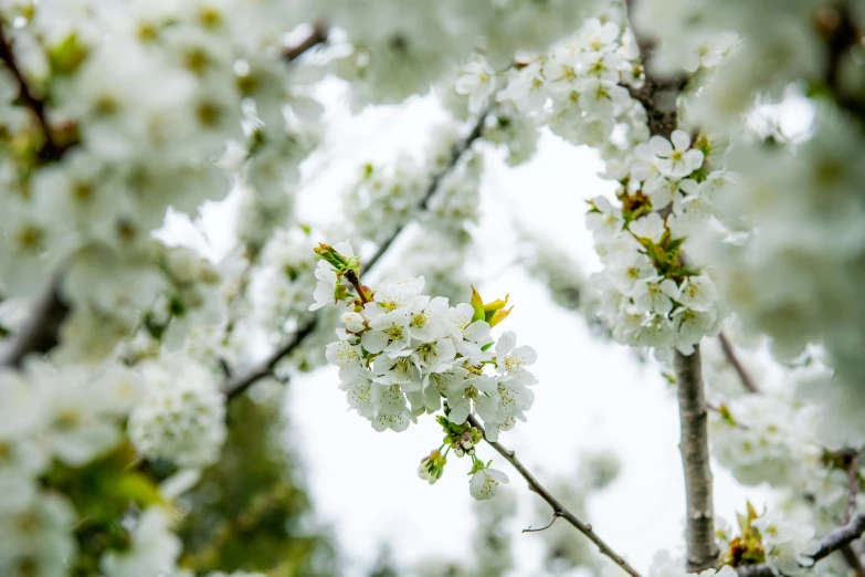 a large tree filled with white flowers under a white sky