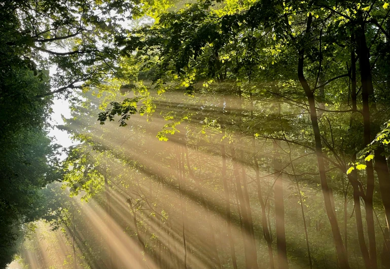 sunlight coming through the trees in a forest
