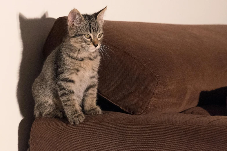 small cat sitting on a couch looking out at soing