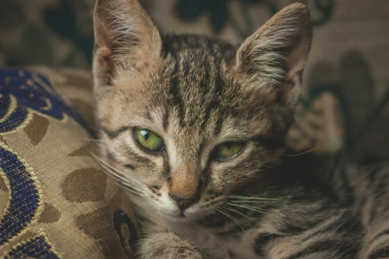 a small kitten with green eyes cuddling up on a chair