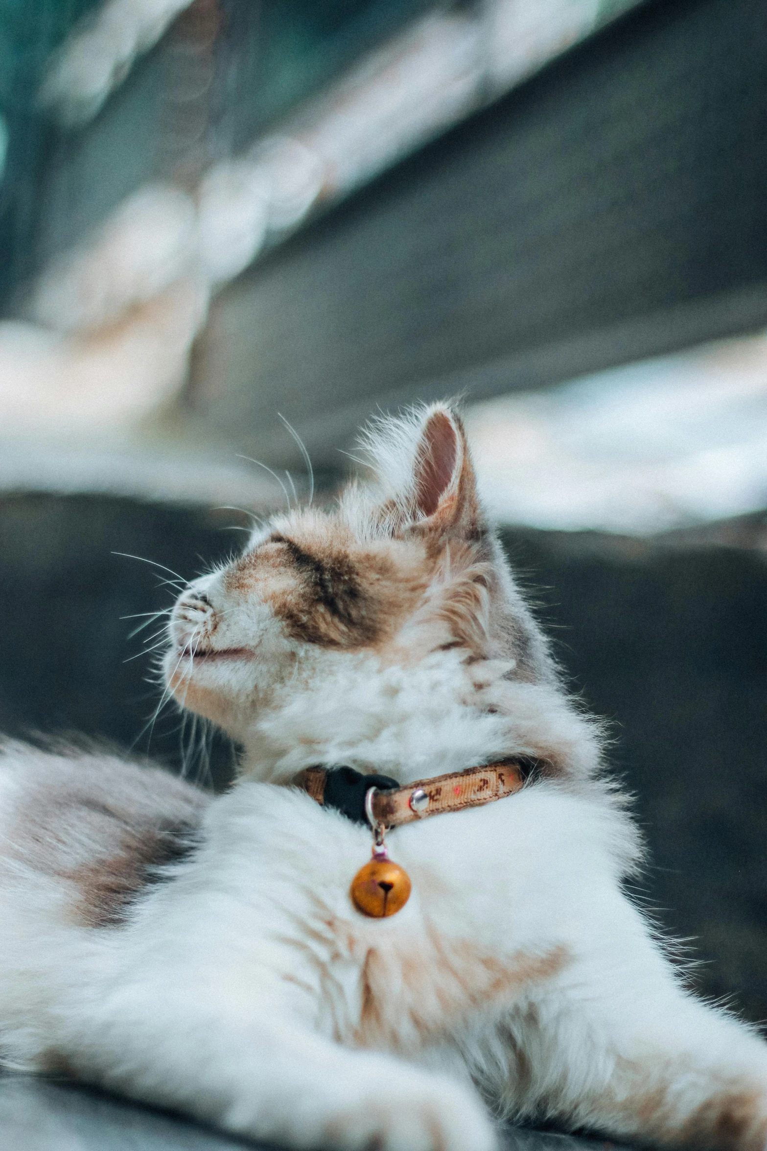 a cat with it's head laying down on the floor