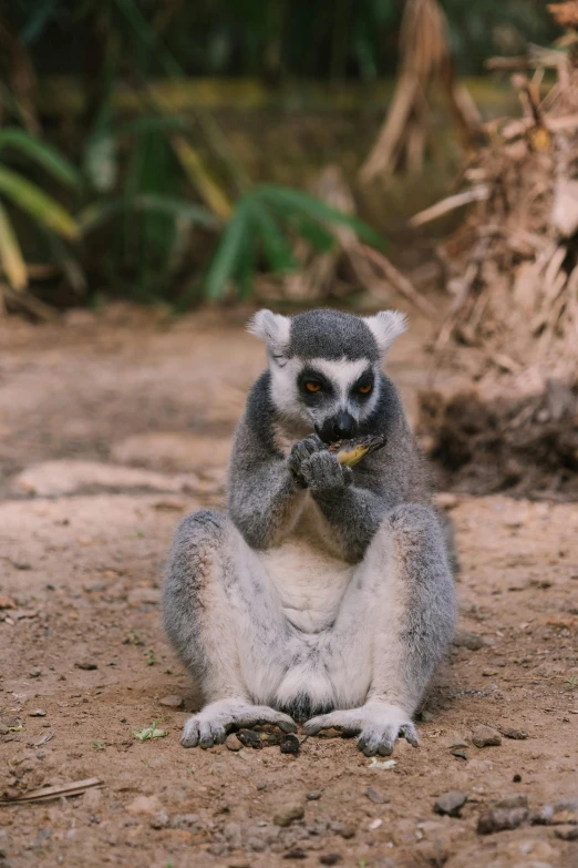 a small monkey sitting on the ground eating soing