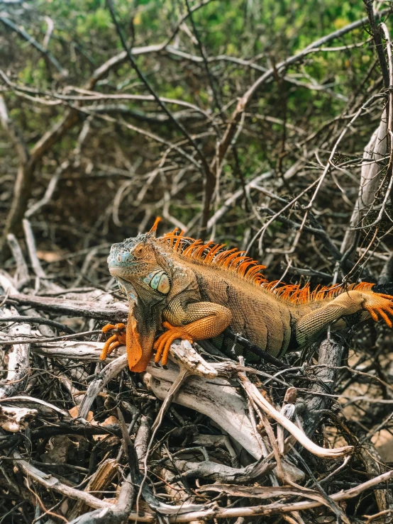 a large orange lizard in some very muddy brush