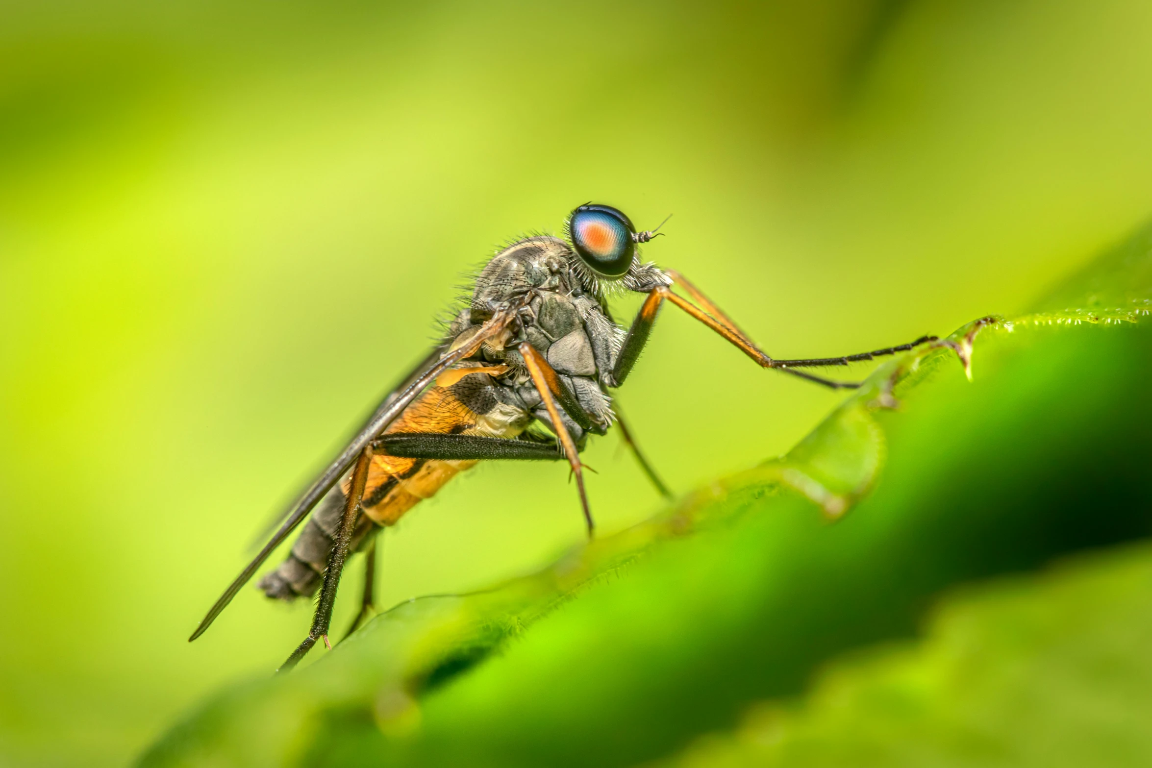 a mosquito that is standing on a leaf