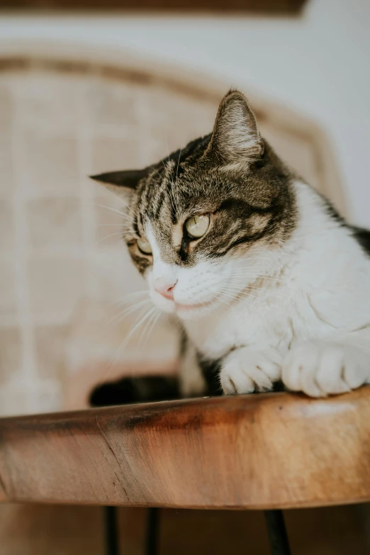 a cat sitting on top of a wooden chair