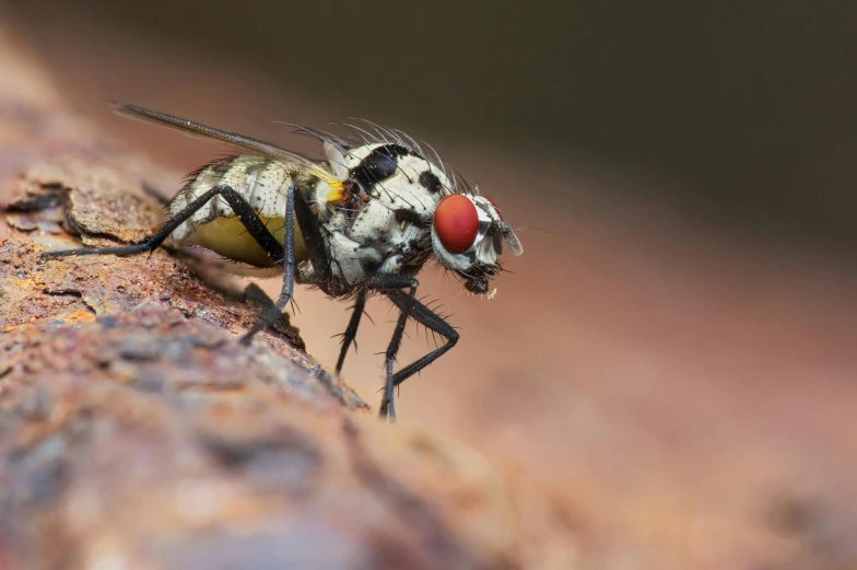 a large fly with red eyes sitting on top of a rock