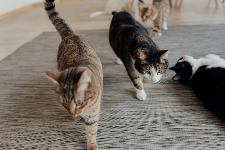 cats walk on carpeted area in the house