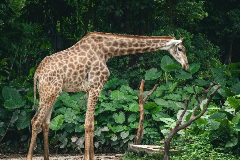 a giraffe standing in the grass next to some trees and bushes