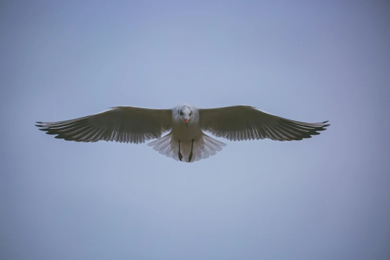 a white and black bird flying in the sky