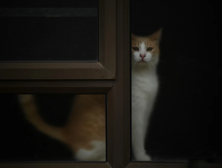 a cat is peeking out of the window