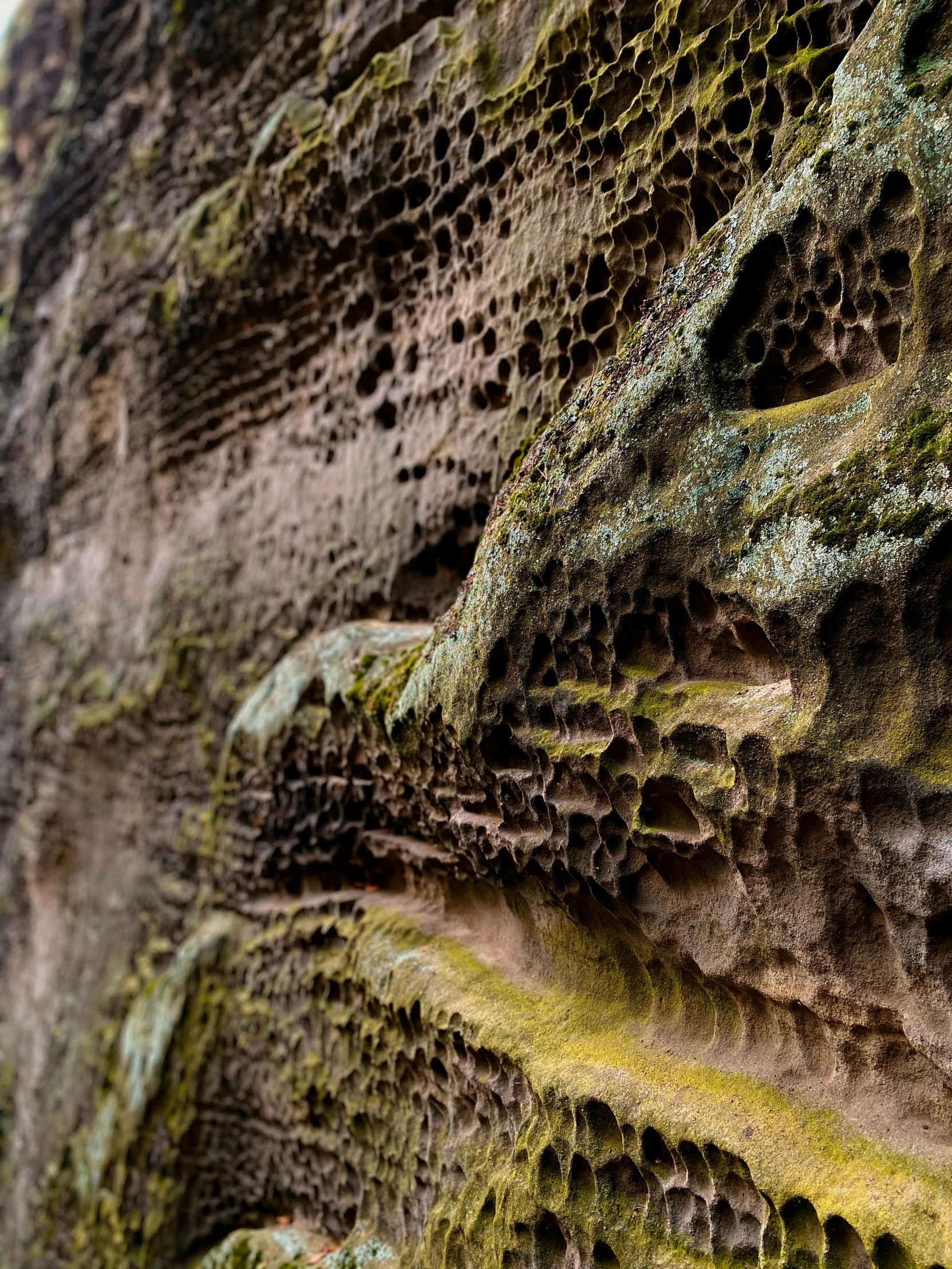 green moss growing on the side of a rock face