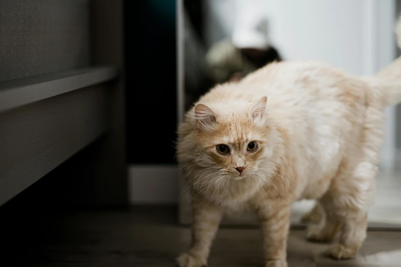 a kitten looking at soing on the floor