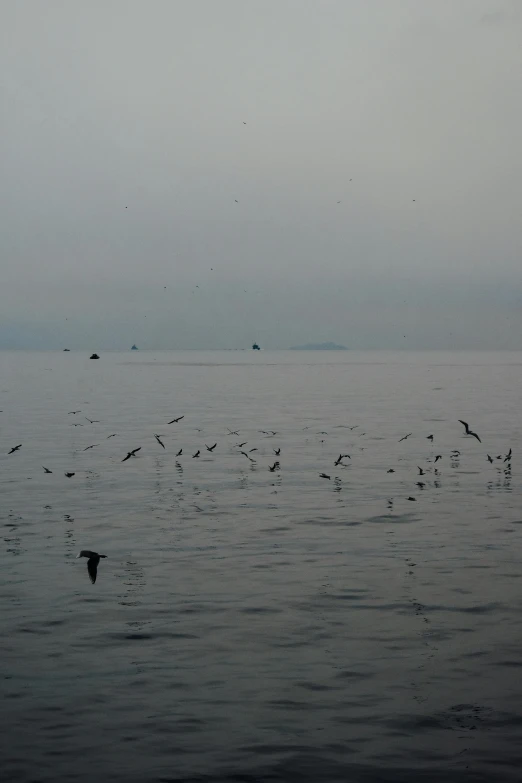 a large group of birds flying low in the sky