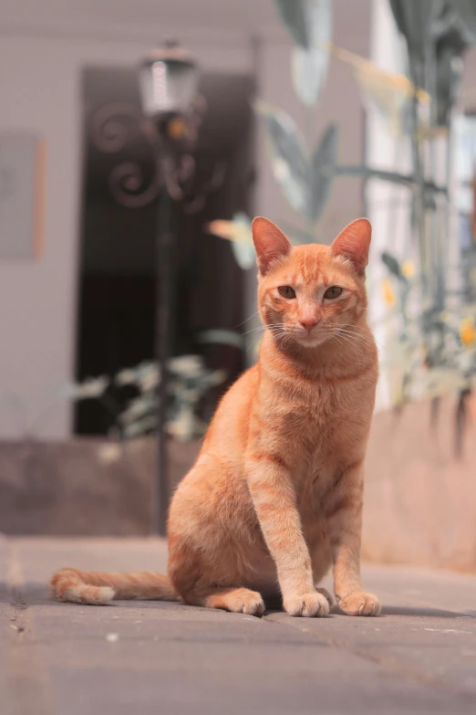 orange cat sitting on the ground outside of a building