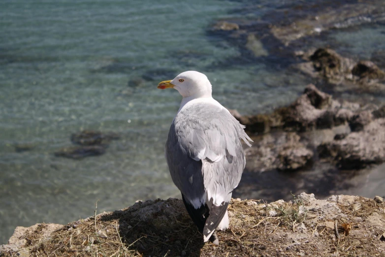 a bird perched on top of a rocky cliff overlooking the ocean