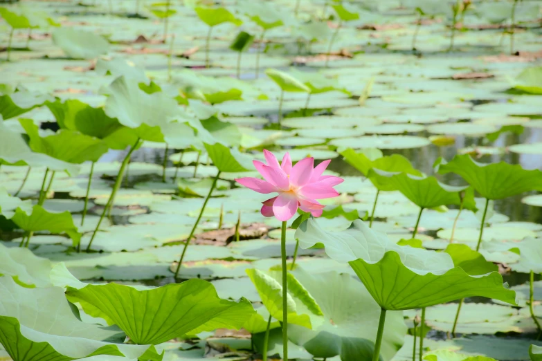 a pink lotus in the middle of lily pads