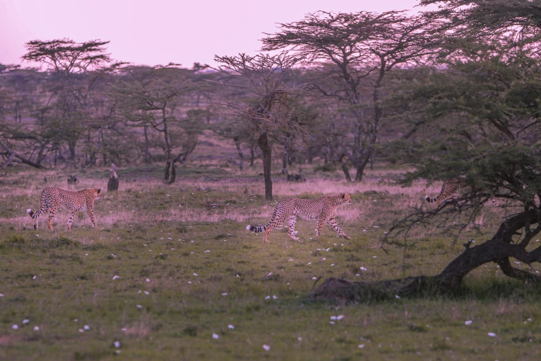 two giraffes walk through the grass in front of trees