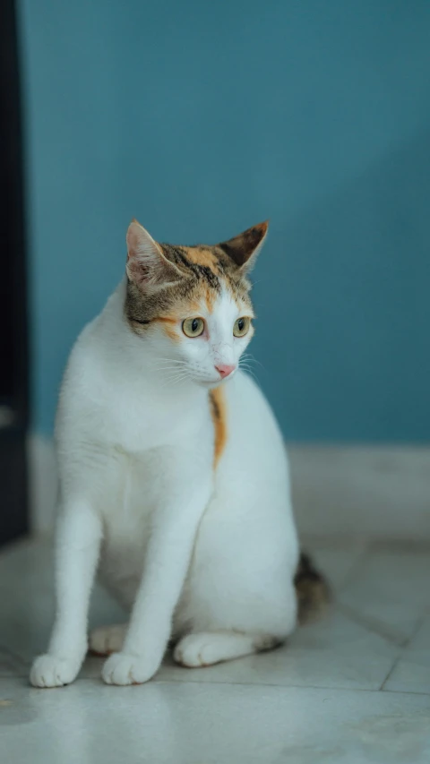 a small cat sitting on top of a white tiled floor