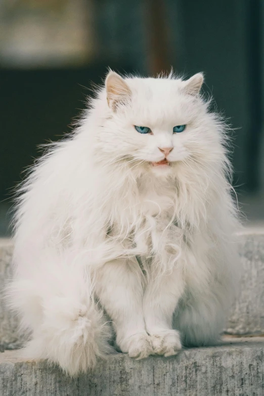 a cat with bright blue eyes is sitting on the steps