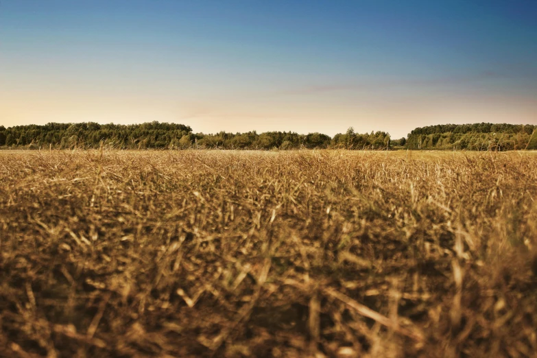 a lone giraffe standing in a big field