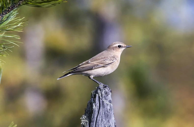 a small brown bird on a pine nch