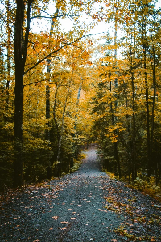 an image of a road with autumn trees and yellow foliage