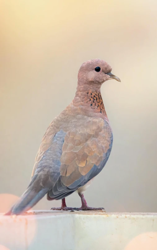 a bird sitting on top of an object