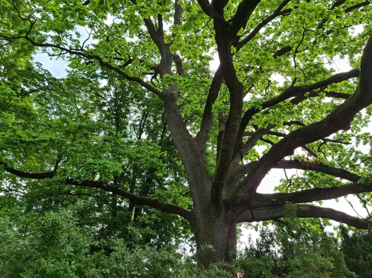 large tree with a bench underneath the nches