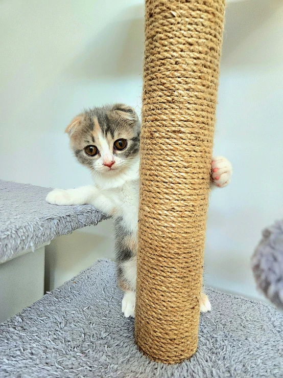 a small grey and white cat peaking out from a cat scratch post