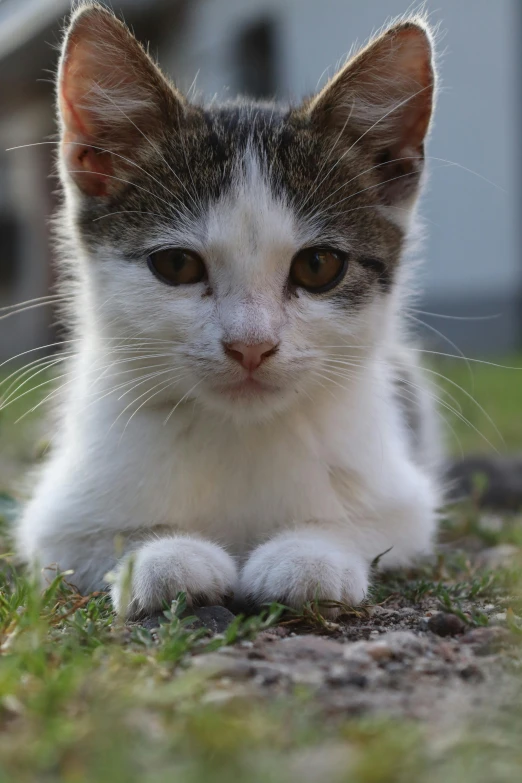 the cat is lying down and looking to the right